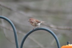 Haemorhous purpureus purpureus