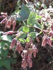 Brickellia secundiflora