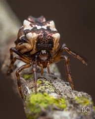 Phoroncidia sextuberculata