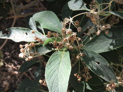Lippia umbellata