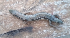 Aspronema dorsivittatum