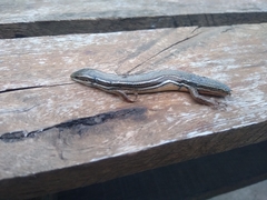 Aspronema dorsivittatum