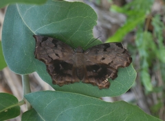 Achlyodes busirus heros