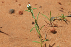 Cryptantha pterocarya pterocarya
