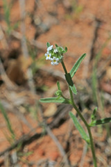 Cryptantha pterocarya pterocarya