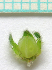 Cryptantha pterocarya pterocarya