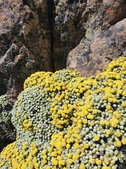 Helichrysum coralloides