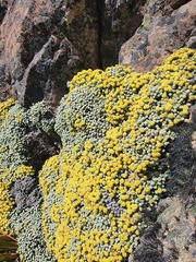 Helichrysum coralloides