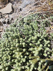 Helichrysum coralloides