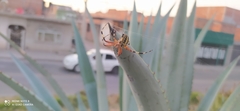 Neoscona oaxacensis