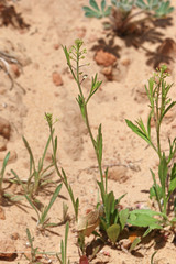 Lepidium virginicum menziesii