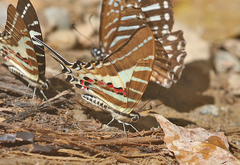 Graphium aristeus
