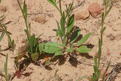 Lepidium virginicum menziesii