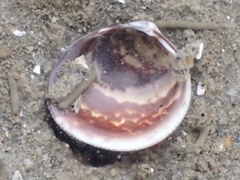 Laevicardium substriatum