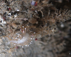 Cuthonella cocoachroma