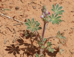 Lupinus concinnus orcuttii