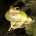 Common Chinese Tree Frog - Photo (c) 小工友, some rights reserved (CC BY-NC-ND)