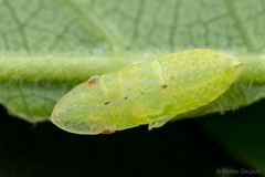 Hespenedra chilensis