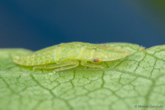 Hespenedra chilensis