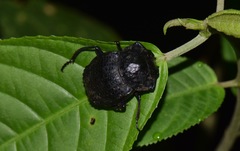 Deltochilum tessellatum