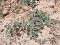 Lupinus concinnus orcuttii