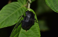Deltochilum tessellatum