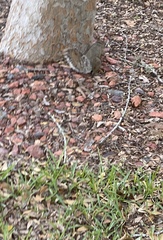 Sciurus carolinensis