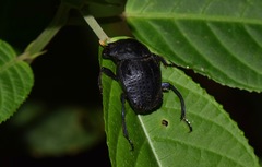Deltochilum tessellatum