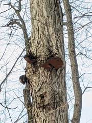 Phellinus everhartii