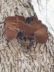 Phellinus everhartii