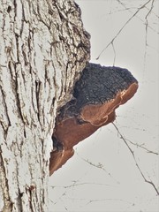 Phellinus everhartii
