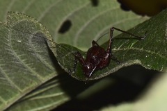 Ecuaneduba aequatorialis