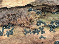 Rosellinia subiculata