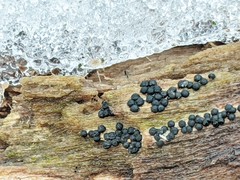 Rosellinia subiculata