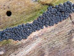 Rosellinia subiculata