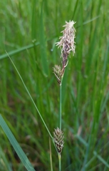 Carex serratodens