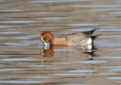 Mareca penelope