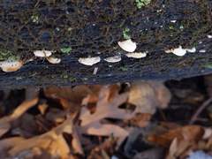 Truncospora wisconsinensis
