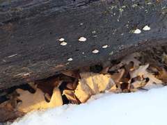 Truncospora wisconsinensis