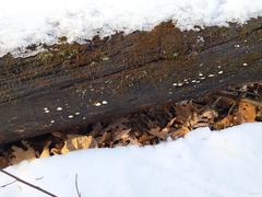 Truncospora wisconsinensis
