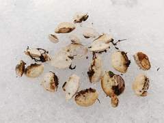 Truncospora wisconsinensis