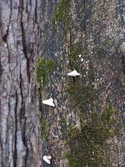 Truncospora wisconsinensis