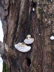 Truncospora wisconsinensis