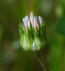 Trifolium microdon