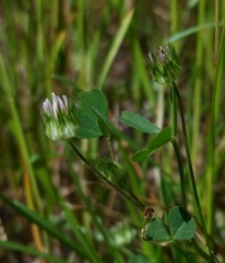 Trifolium microdon