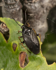 Capsus