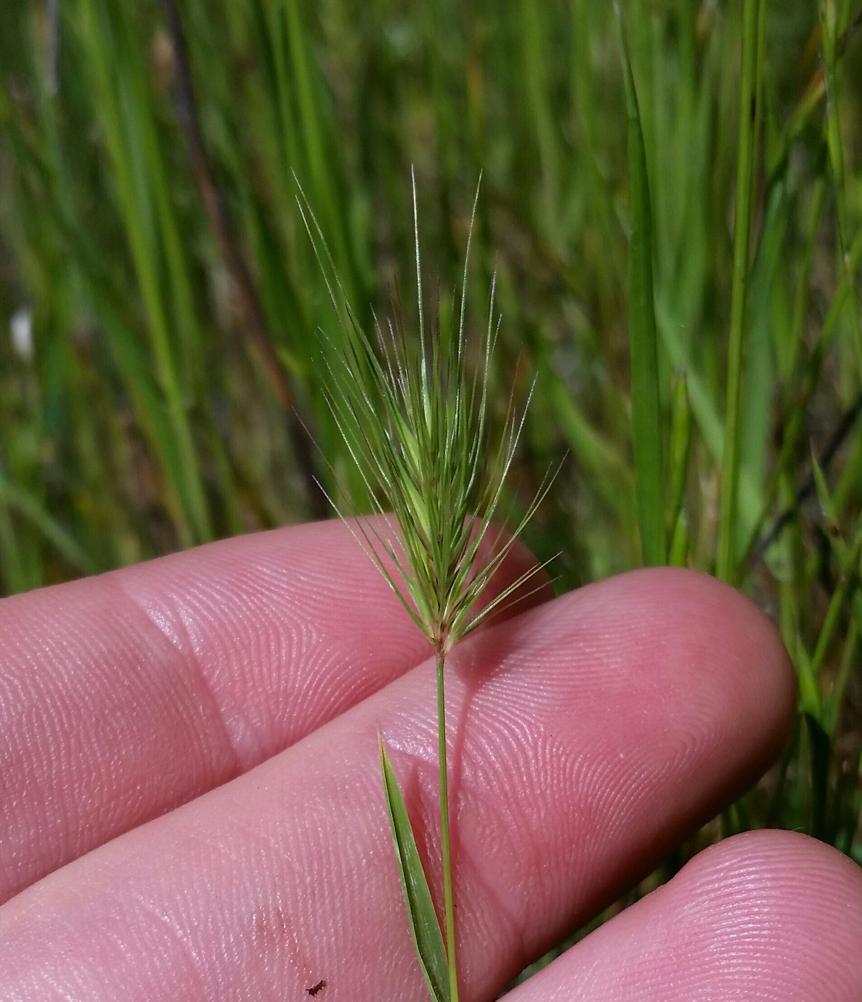 Hordeum marinum ssp. gussoneanum