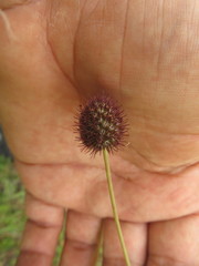 Eryngium sanguisorba