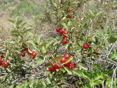 Prunus erythrocarpa