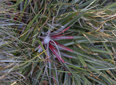 Fascicularia bicolor bicolor